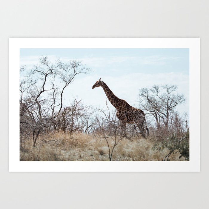 Giraffe || Kruger National Park, South-Africa, Art Print Art Print