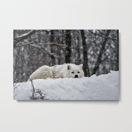 Dreams of warmer weather Metal Print