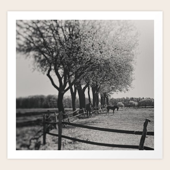 Horses Art Print