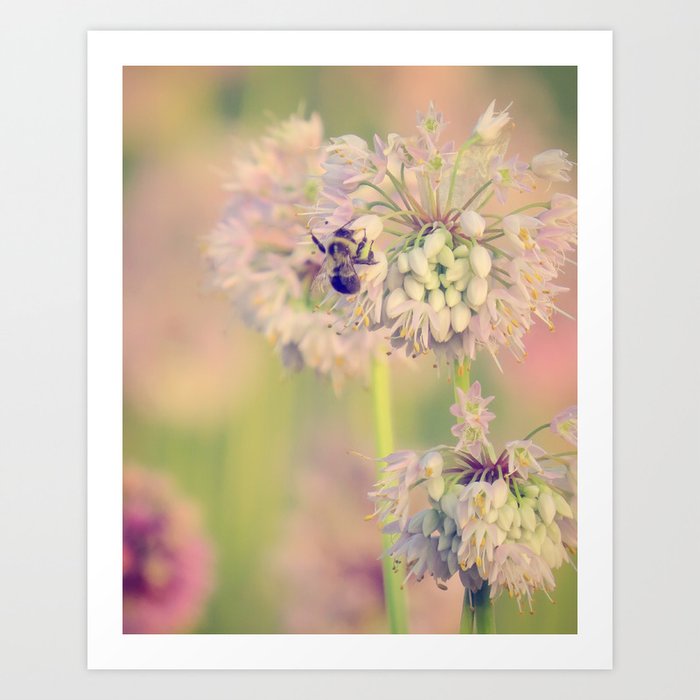 AUGUST LIGHT soft pink pastel golden hour light bee and Nodding Onion meadow flower Art Print
