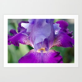 Glowing Japanese Iris Floral / Botanical Nature Photo Close-up Art Print