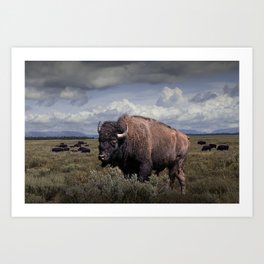 American Buffalo or Bison in the Grand Teton National Park Art Print