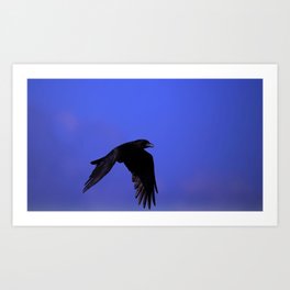 raven bird black fly sky Art Print