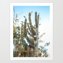 Tall cactus | Corfu, Greece Art Print
