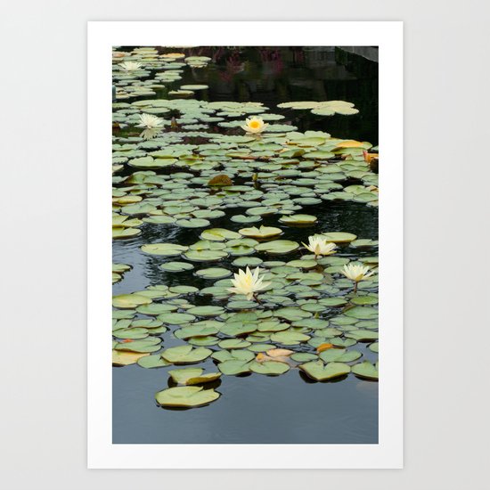 Lily II Art Print