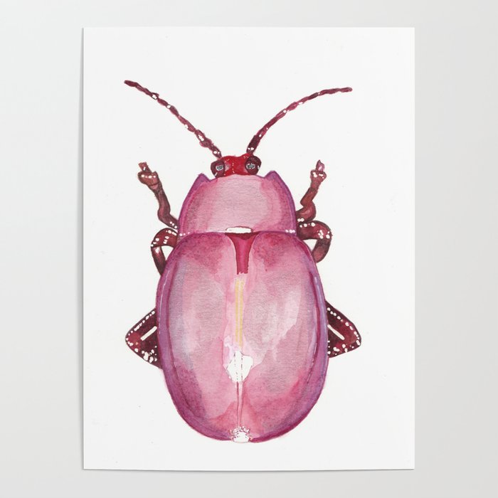 Pink beetle Poster