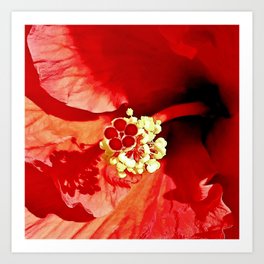 Sun Red Hibiscus Art Print | Red, Digital, Flower, Hawaii, Botanical, Photo, Bloom, Tropical, Hibiscus, Island 