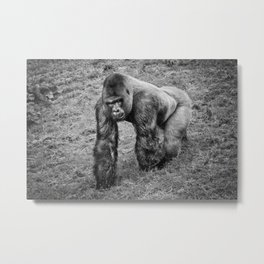 Gorilla Metal Print | Ape, Strong, Power, Gorilla, Silverback, Animal, Wild, Primate, Davehare, Powerful 