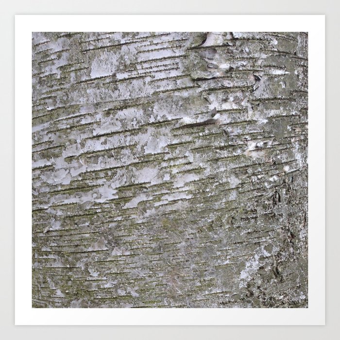 Abstracts In Nature Series Silver Birch Bark Art Print By harsham Society6
