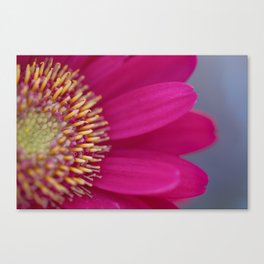 Pretty in Pink Canvas Print