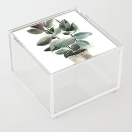 Ficus   Acrylic Box