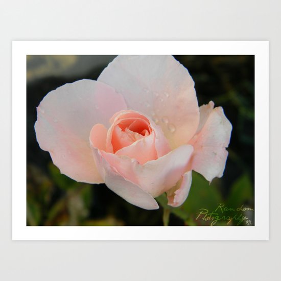 rainy flower Art Print