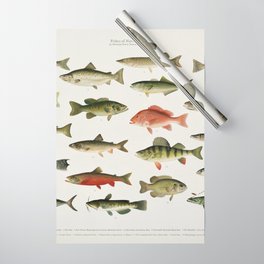 Illustrated North America Game Fish Identification Chart Wrapping Paper