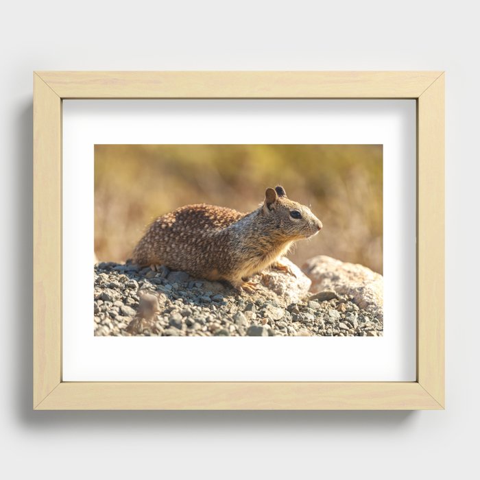 Ground Squirrel  Recessed Framed Print