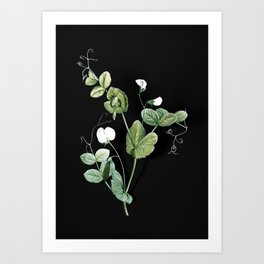 Vintage White Pea Flower Botanical Illustration on Black (Portrait) Art Print
