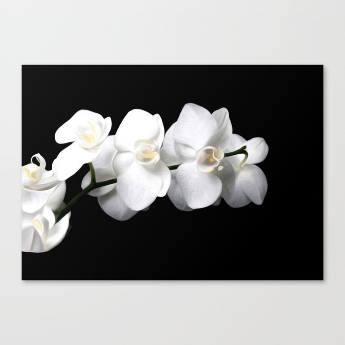 White orchid Canvas Print