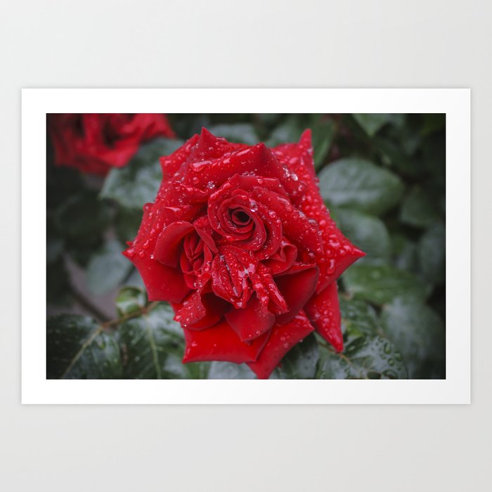 Red Rose with waterdrops Art Print