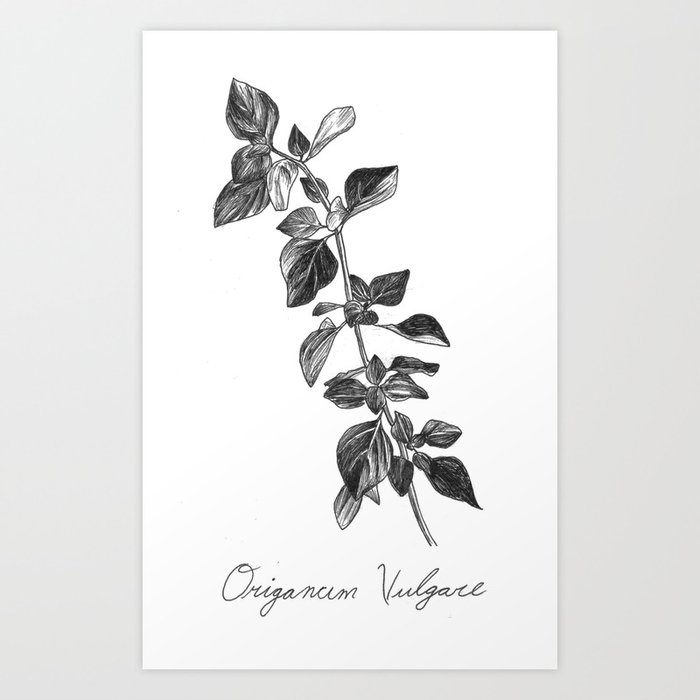 Oregano Botanical Illustration Art Print
