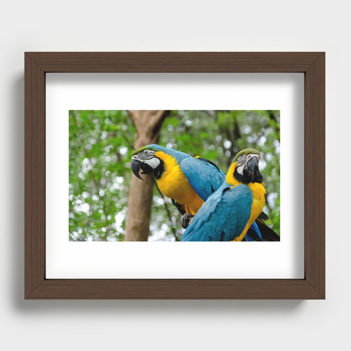 Macaws Recessed Framed Print
