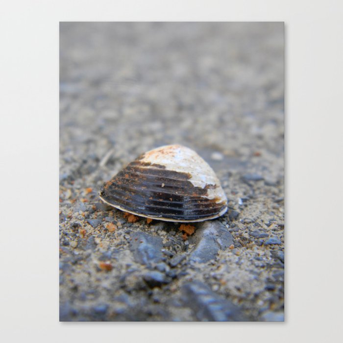 Beach Set - Lone Shell Canvas Print