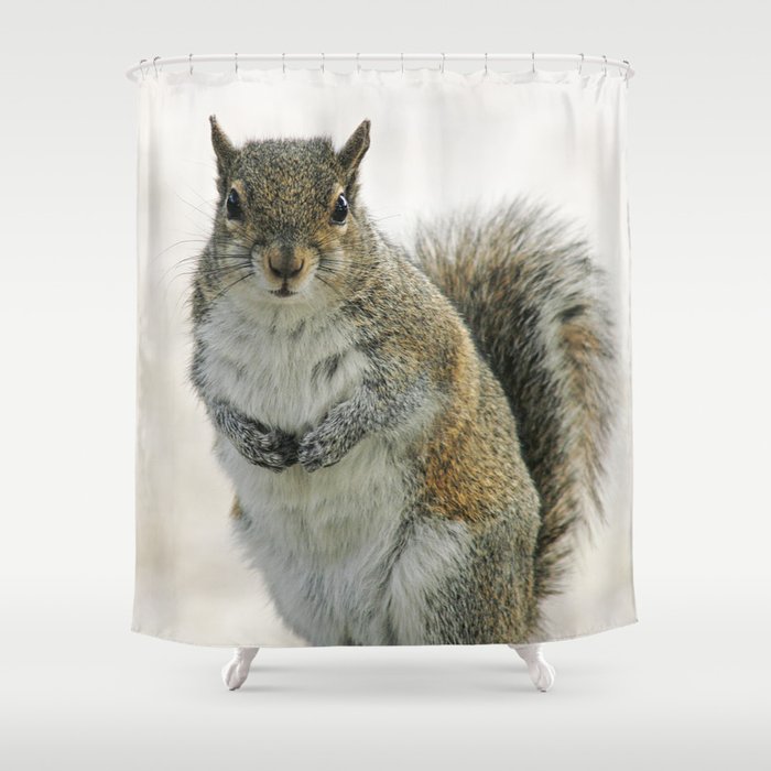 Gray Squirrel Shower Curtain By Cindiresslerphotography Society6