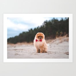 Small Pomeranian Spitz Smiling Running On 755 Art Print