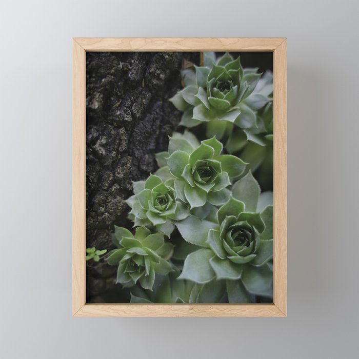 Succulent _002 Framed Mini Art Print
