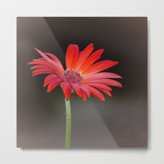 Red Gerbera Daisy on Brown Metal Print