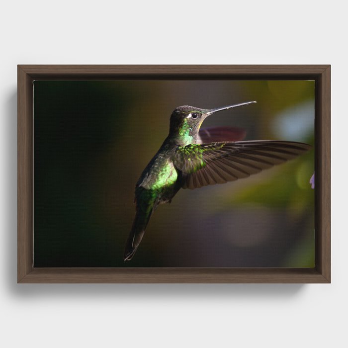 Hummingbird in flight Framed Canvas