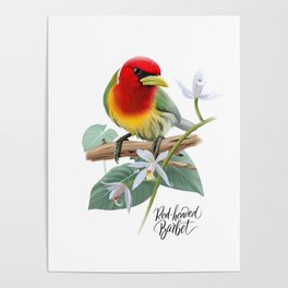Tropical bird red-headed barbet Poster