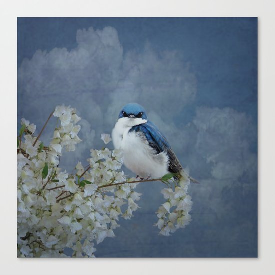 Tree Swallow Canvas Print