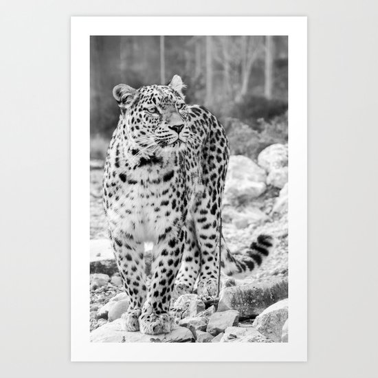 Persian Leopard 2 Art Print