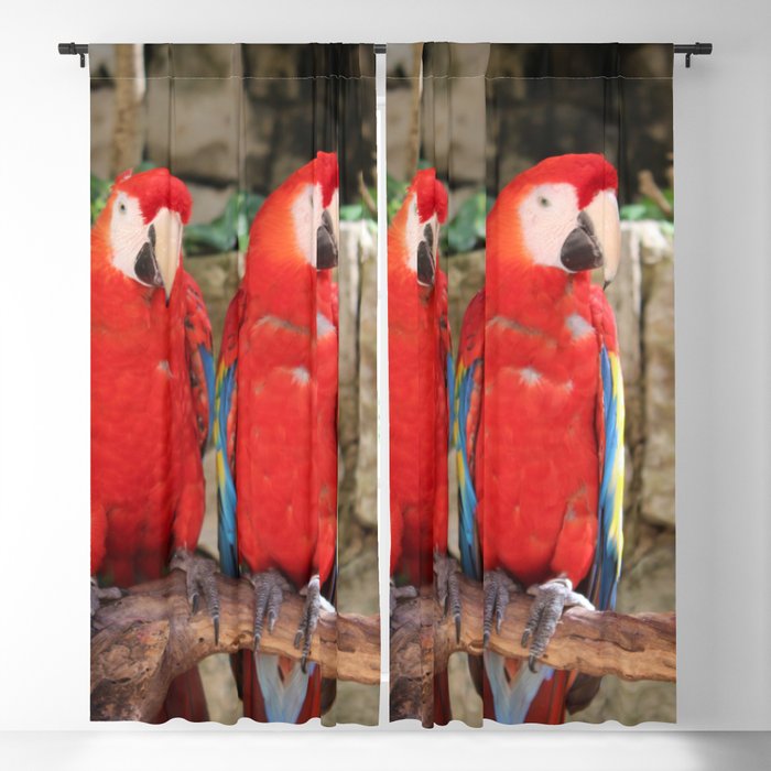 Mexico Photography - Two Red Parrots On A Branch Blackout Curtain