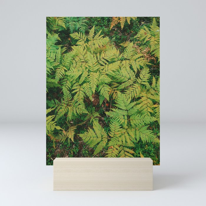 Field of Ferns  Mini Art Print