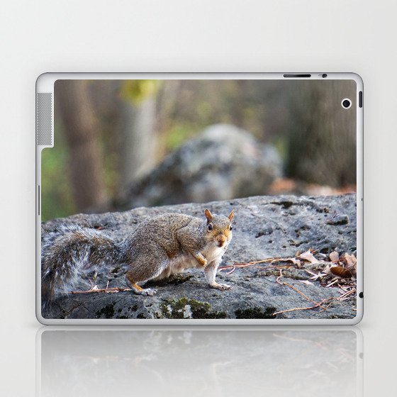 Squirrel  Laptop & iPad Skin