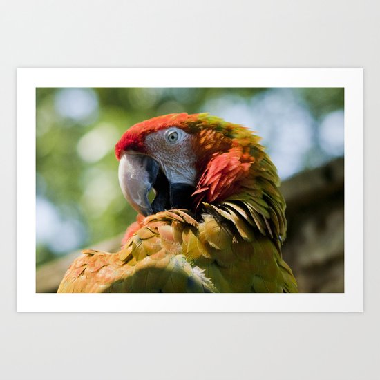 Macaw Art Print