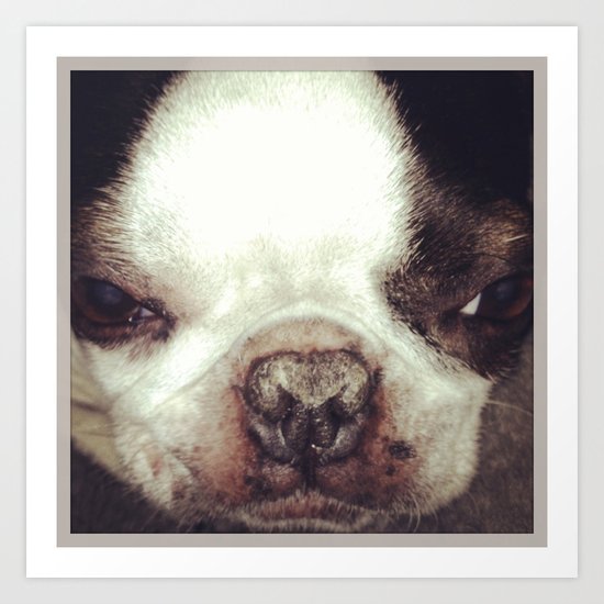 Boston Terrier Face Art Print