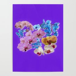 Combination of Orchids (1) Poster