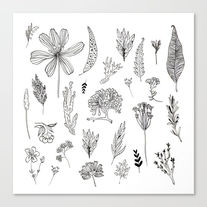 Graphical herbs Canvas Print
