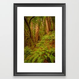 Redwoods Regional II Framed Art Print