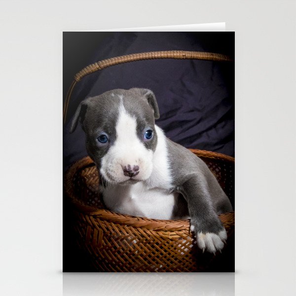 Blue and white pitbull puppies for sale sales