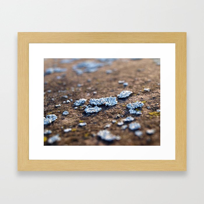 Lichens Framed Art Print