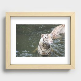 White tiger Recessed Framed Print