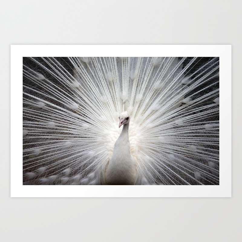 Elegant White Peacock Vintage Style Photo Of A Rare Albino Peacock Bird Nature Photograph Art Print By Igalaxy Society6