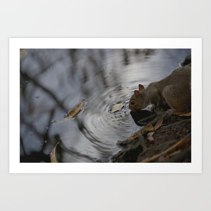 Sipping Squirrel Art Print