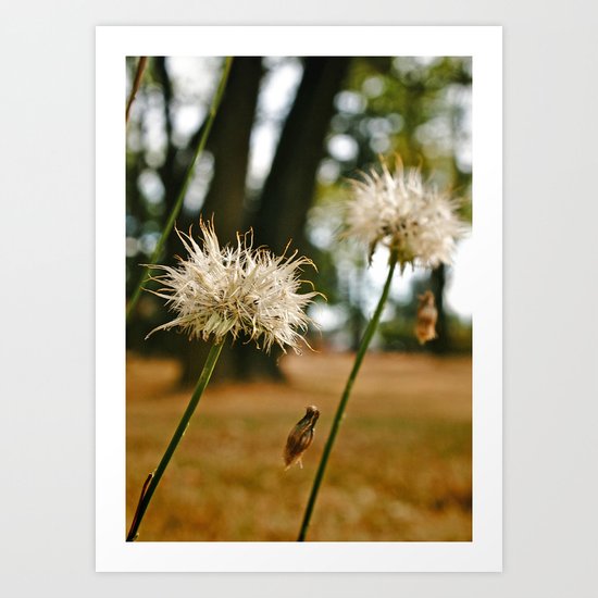 Northwest dandelions Art Print