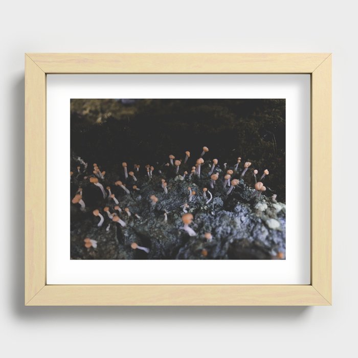 Wildflower Series - Mushrooms Fox Glacier Recessed Framed Print