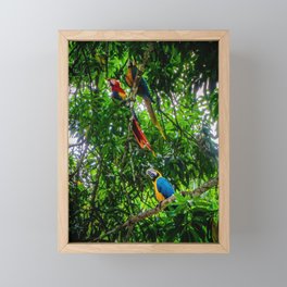 Macaws In The Forest Framed Mini Art Print