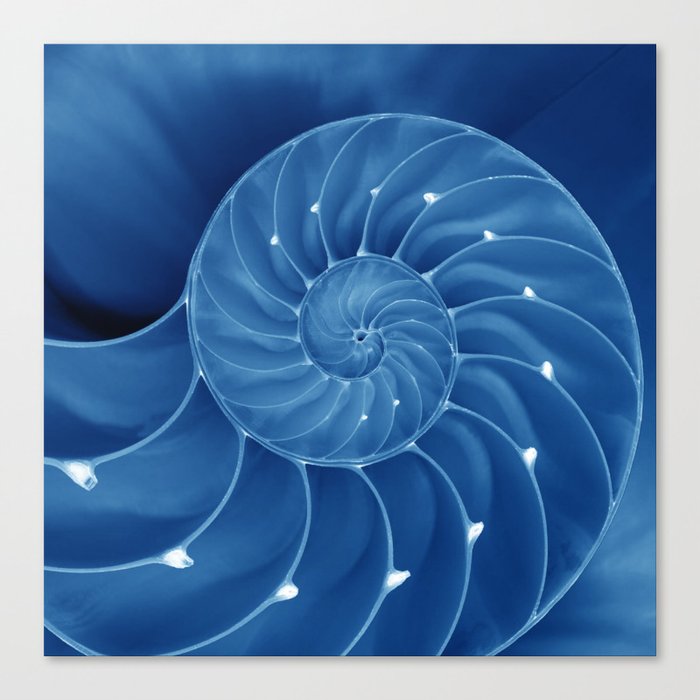 Malibu Blu Mood - Chambered Nautilus Canvas Print