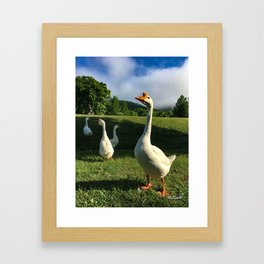 Goose, no gander Framed Art Print
